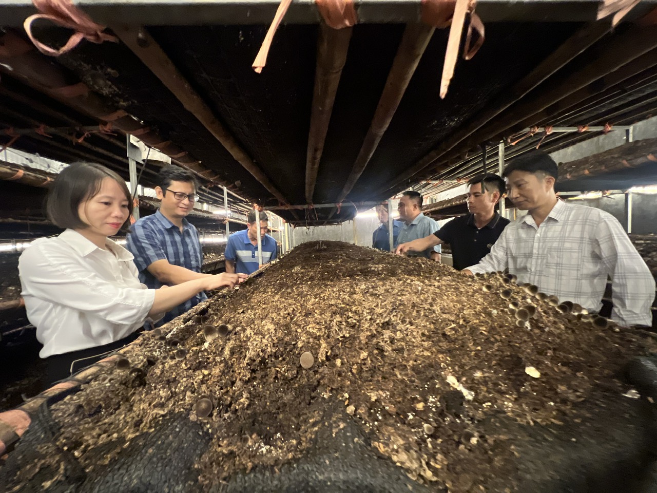 Nghiệm thu mô hình sản xuất nấm ăn chất lượng cao